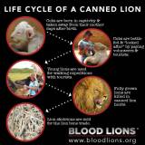 canned lion