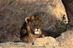 Asiatic lion