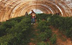 Halabja launches agritourism